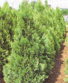 Chamaecyparis Lawsoniana White Spot Čunasta forma