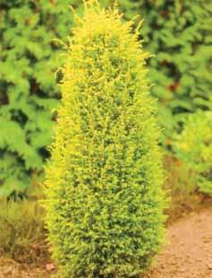 Juniperus Communis Repanda Patuljasta, puzeća forma, do 1,5m široka