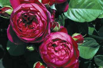 ) Čipendejl Chippendale Robusna i gusto rastuća plemenita ruža sa tamnim i sjajnim listom.
