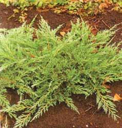 Juniperus Horizontalis Prince оf Ales Juniperus Horizontalis