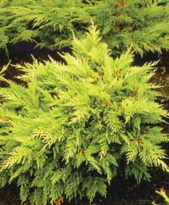 8m Juniperus Media Old Gold Polegla forma, patuljastog rasta,