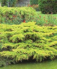 Juniperus Media Pfitezeriana-Aurea Juniperus Sabina