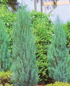 Juniperus Virgiana Blue Arrow Uzan habitus. Srednja brzina rasta.