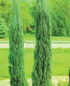 5m Juniperus Virginiana Skyrocket Do 4m visok četinar, usko cilindrične krošnje, bočne