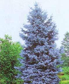Pinus Mugo Picea Pungens Glauca Kupast habitus sa pravilnim