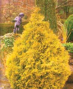 Thuja Occidentalis Rheingold Thuja Occidentalis