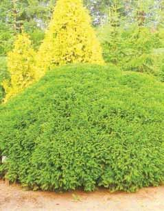 Thuja Occidentalis Umbraculifera Kompaktna forma kišobranastog habitusa. Visine do 1.