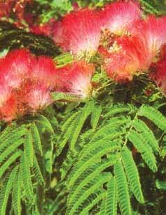 Albizia