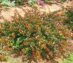 Berberis