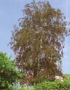 Betula