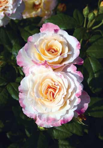 (Rosen Tantau 2008) Elfe Elfe Jedno od najvećih dostignuća u selekciji ruža puzavica.