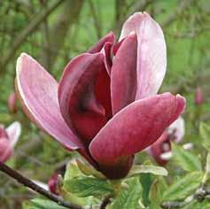 Magnolia