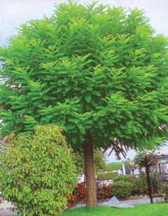 Pseudoacacia