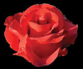 Čajevke Čajevke (Thea-hybrid) - Ovoj grupi pripada nejveći broj sorti pošto su to najlepše ruže, a koje se najviše i traže.