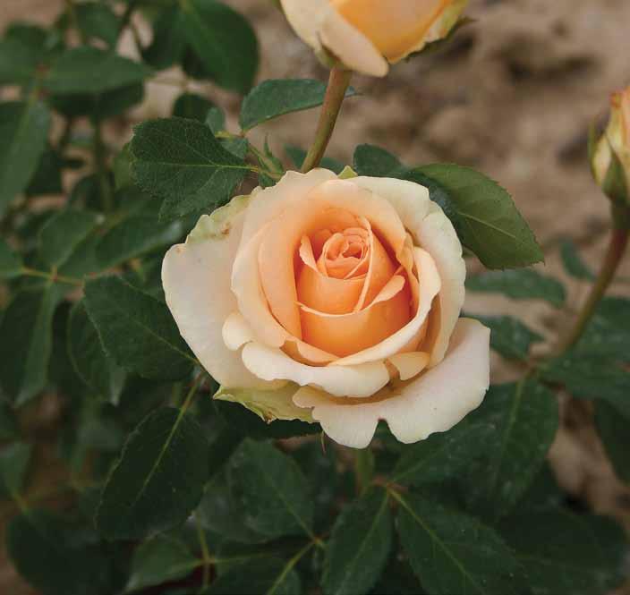 Versilia Versilia Idealna ruža za uzgoj rezanog cveta u zaštićenom prostoru. Bokor uspravnog porasta, krupnog jako zdravog lista.