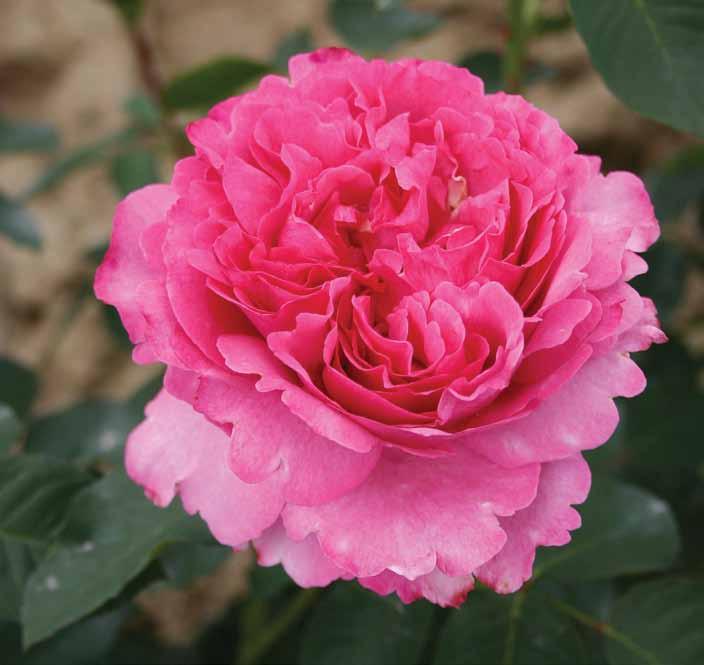 Iv Piaže Yves Piaget Jedna veoma neobična ruža, sa 80 nazubljenih latica kao božur. Boja sveže-ružičasta, prijatnog mirisa.