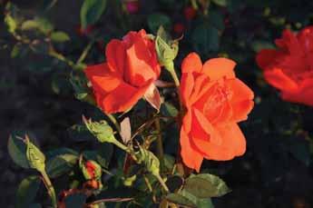 Čajevke Johan Štraus Johann Strauss Ruža visoke klase, pastelno roze boje sa predivnim odsjajem okera podsećajući na