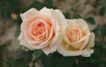 Čajevke Norita-Crna Ruža Norita-Rose Noire N ajtamnija je od svih crveno-crnih ruža.
