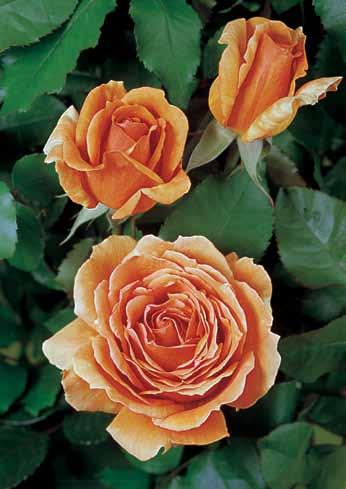 Ašram Ashram Jedna izdašna ruža-novitet u senzacionalno braon- narandžastoj boji.sorta sa specijalnim zračenjem.