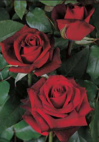 Barkarola Barkarole Crni dragulj, izvanredan uspeh u selekciji ruža. Pupoljci srednje veličine, pojedinačno formirani na dugim čvrstim drškama.