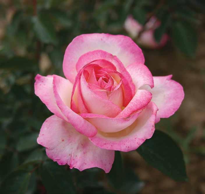 Princes D Monako Princesse de Monaco Ruža dostojna svog imena krem-bele boje sa crvenom bordurom i laganim mirisom.