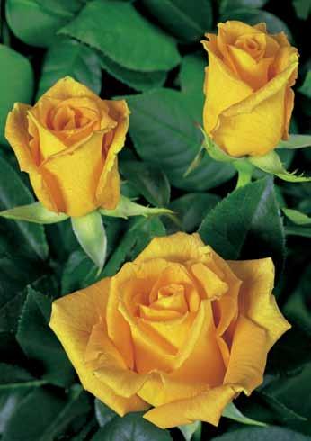 28 Golden Monika Golden Monika Plemenita ruža zlatno-žute boje. Veoma pogodna za uzgoj rezanog cveta na otvorenom i zaštićenom prostoru.