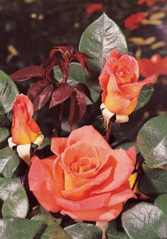 Ambasador Ambasador Boja ruže žuto-narandžasta, ima prekrasan list i veoma je otporna na bolesti. Cvet ima oko 40 latica i lagan miris.