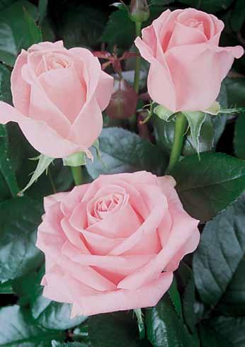 Dezire Desiree Vrhunska ruža velikih cvetova, zasićeno ružičaste boje. Snažnog habitusa otporna na bolesti.
