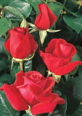 Duftvolke Duftwolke Svojim veoma intenzivnim mirisom, lepim bleštavo-crvenim cvetovima, ova ruža zauzima visoko mesto među crvenim ružama.