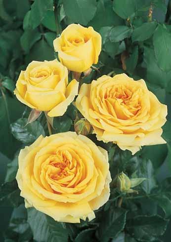 Kapućino Capuccino Veoma kompaktna i žbunasta ruža sa popunjenim,plemenito formiranim velikim cvetom.