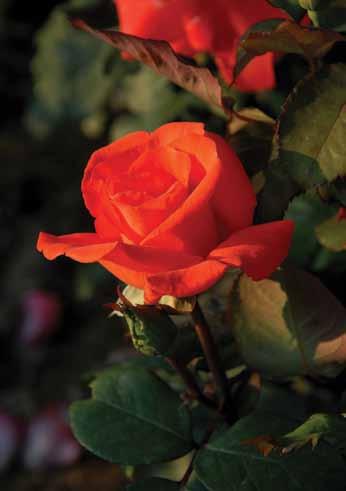 Kvin Elizabet Queen Elizabeth Godine 1955. proglašena je najboljom i najlepšom ružom SAD.