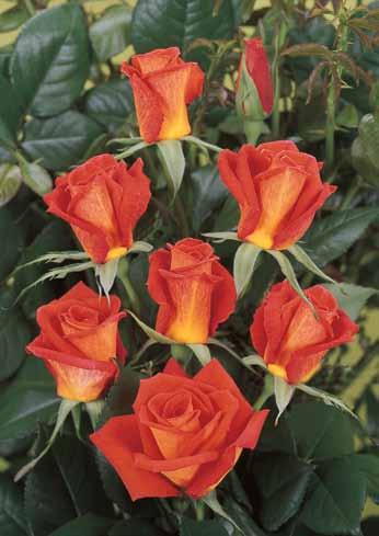 Onli Lav Only-love R odnost od 200-250 cvetova po m2 govori koliko je ekonomski opravdana i interesantna ova sorta za gajenje rezanog cveta, kako na otvorenom