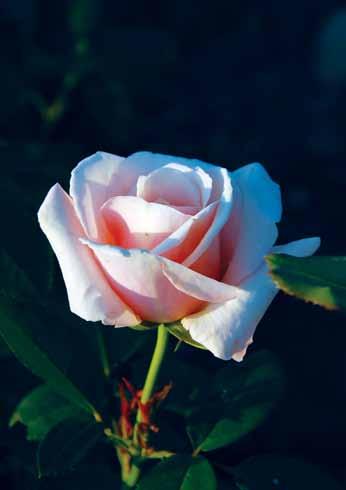 Pol Rikard Paul Ricard Originalna ruža koja spaja boju ćilibara sa jakim mirisom koji podseća na anis.