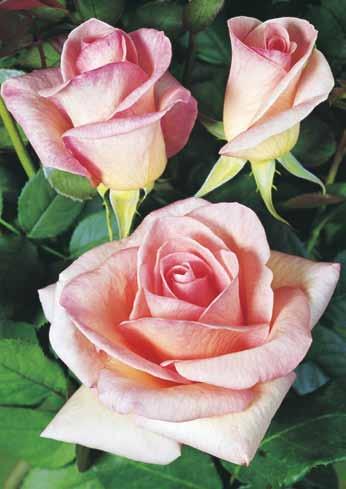Samer Ledi Summer Lady Iz izduženog pupoljka razvija se izrazito veliki cvet, svetlo ružičaste boje presvučen sa nešto jačim ružičastim tonom.