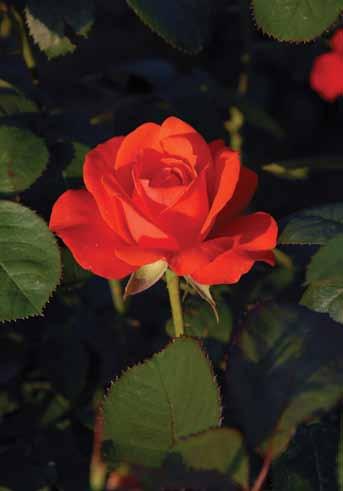 First Ledi First Lady Ruža robusnog porasta visine 1-1,2m sa dosat lastara.
