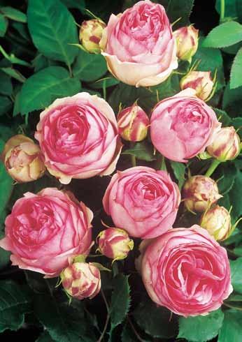 nostalgični cvetovi su idealni za uređenje romantične bašte. Holstajnperla Holsteinperle Pravi biser za Vašu baštu.