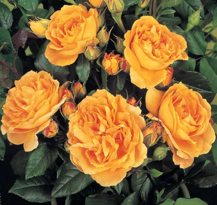 Bernštajn Roze Bernschtein rose Obilje cvetova ćilibar žute boje,srednje jakog i oporog mirisa.