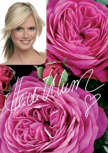 48 Hajdi Klum Heidi Klum Rose Kompaktni porast u kombinaciji sa jako popunjenim cvetom nostalgičnog oblika violet boje.bogato cvetajuća sorta sa veoma opojnim mirisom.srednje zeleni bujni list.
