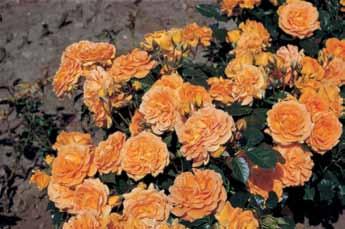Mnogo - Cvetnice Alabaster Alabaster Mnogocvetnica idealna za sađenje u rundele,porasta oko 60-80cm.