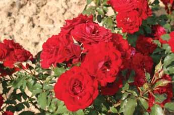 Četiri zlatne medalje, ADR-roze. (W. Kordes1954). Mirato Mirato Veoma zahvalna ruža,omiljena od strane ljubitelja ruža.
