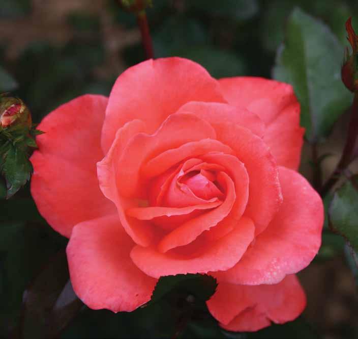 Minhener Kindl Munchner Kindl Ruža prekrivena obiljem cvetova od maja meseca do prvih mrazeva. Žbunovita, visine 50-60cm.