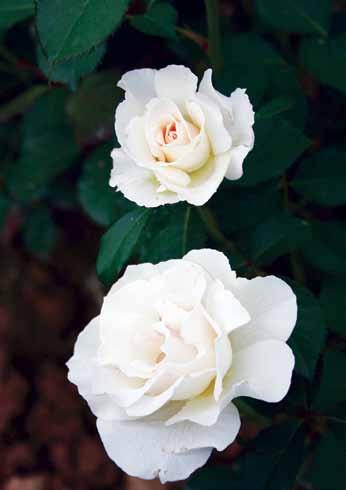 Margaret Meril Margaret Merril Žbun visine 60cm prekriven morem biserno-belih cvetova i oštrog mirisa.
