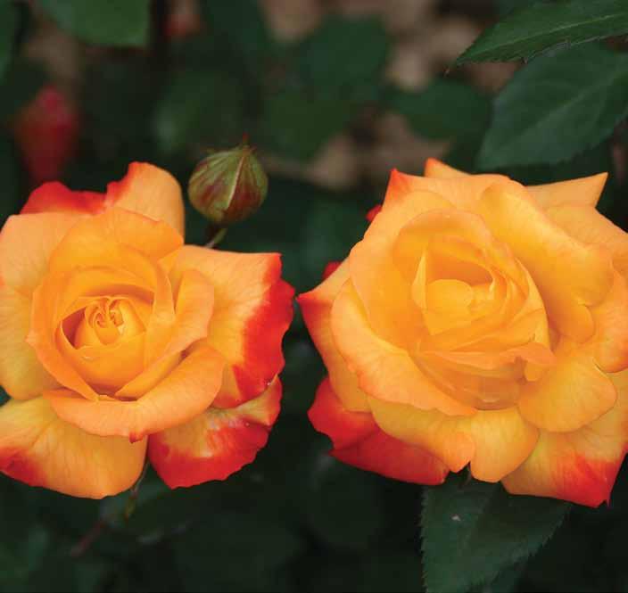 Samba Samba Cvetovi su skupljeni u grozdove: pri otvaranju cvetovi imaju boju od zlatno-žute do blešteće-crvene.