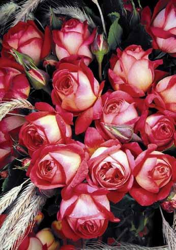 / Nikola Paganini Niccolo Paganini V eoma zdrava ruža, satensko crvenih cvetova i karakterističnog mirisa.
