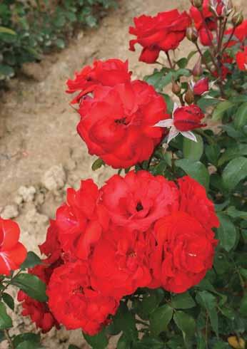 Sačmo Satchmo Ruža posvećena slavnom Luju Armstrongu. Cvetovi bleštavo-crveni skupljeni u krupne grozdove.