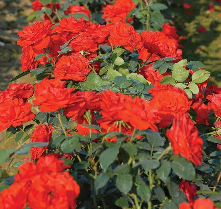 Koris Chorus Ruža koja puca od zdravlja, velikih krupnih cvetova, sjajno crvene