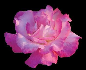 Penjačice Penjačice (Climber rose) - Ruže pogodne za pergola, visoku cvetnu živu ogradu, pokrivanje zidova, maskiranje neuglednih pozadina, oko garaža, kao i