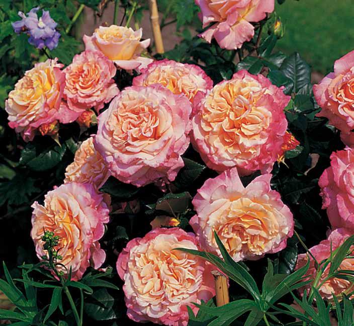 Augusta Luize Augusta Luise S orta ruža Augusta Luize cveta veoma upadljivo sa ogromnim, nostalgično punim cvetom boje breskve.