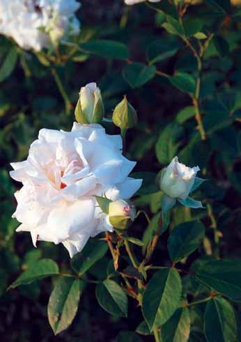 Šogun Shogun Izrazito jaka i bujno rastuća ruža puzavica-novitet u jednoj snažnoj ruži.