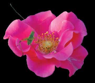 Pokrivke Polegle (Cover rose) Poznate grupe ruža sa brojnim sortama odnedavno